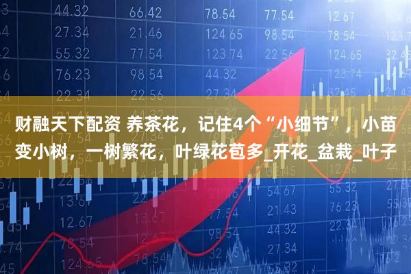 财融天下配资 养茶花，记住4个“小细节”，小苗变小树，一树繁花，叶绿花苞多_开花_盆栽_叶子